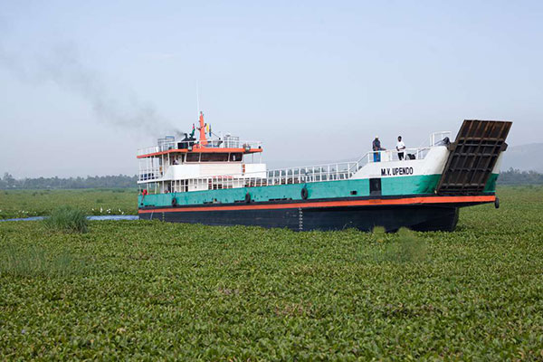 water hyacinth victoria