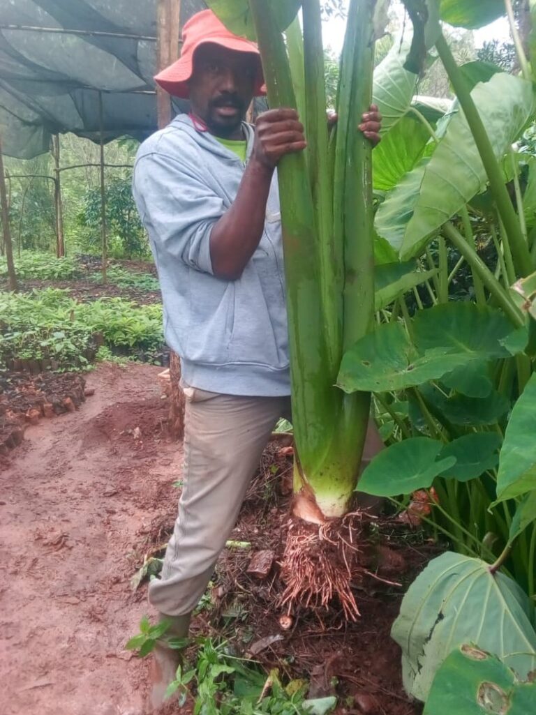yam