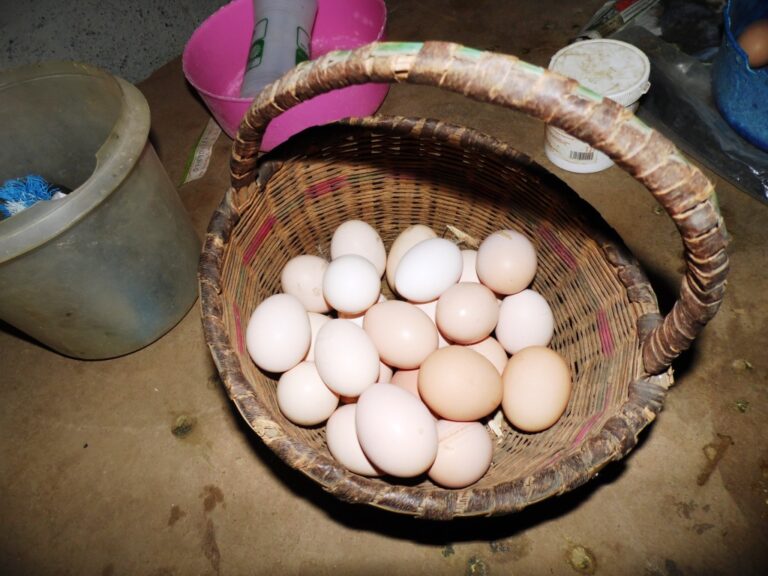 Eggs