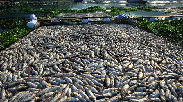 FISH PONDS