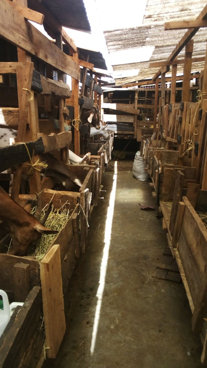 Maryline dairy goats cage