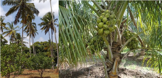 coconut