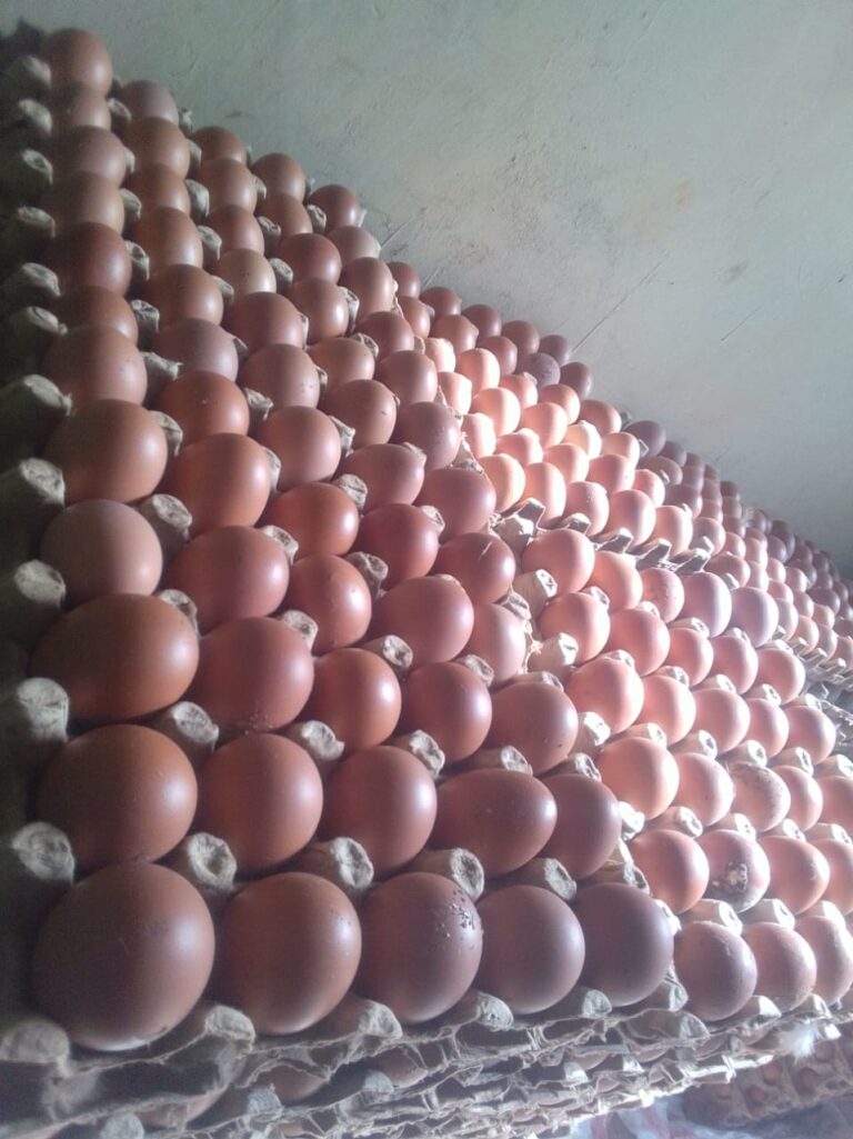 eggs on display