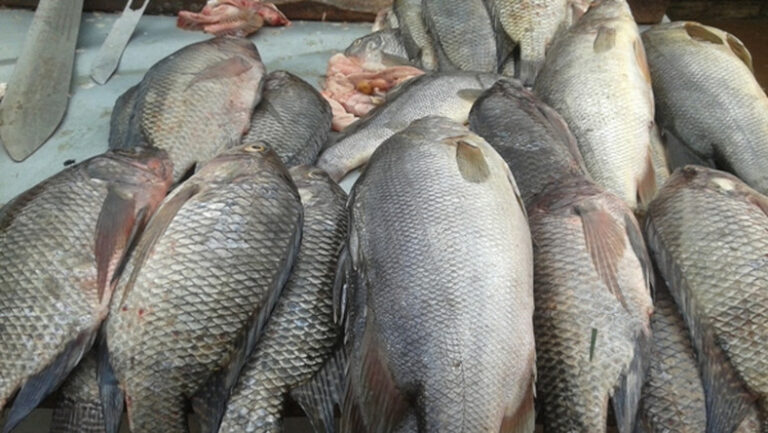 fish chinese