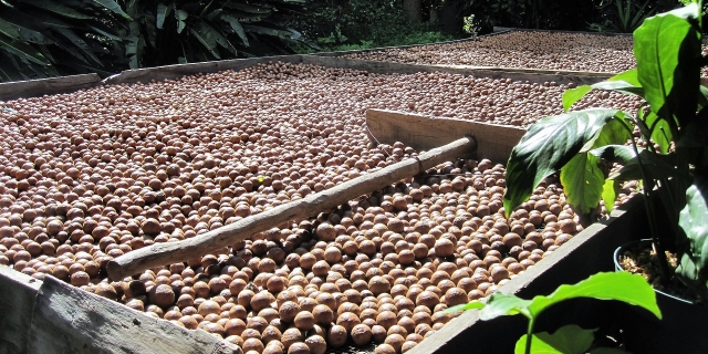 macadamia nutt