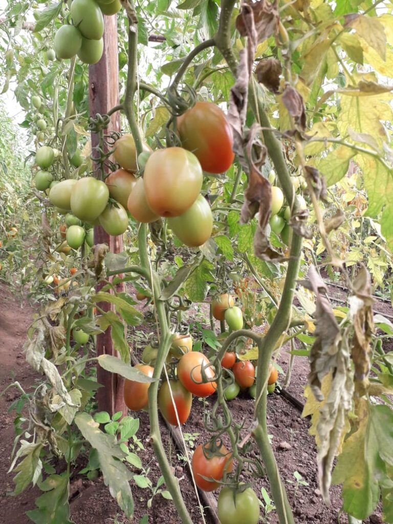 tomato crop