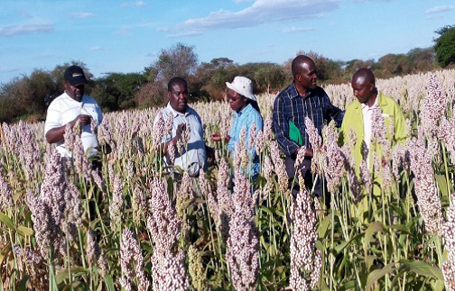 white sorghum