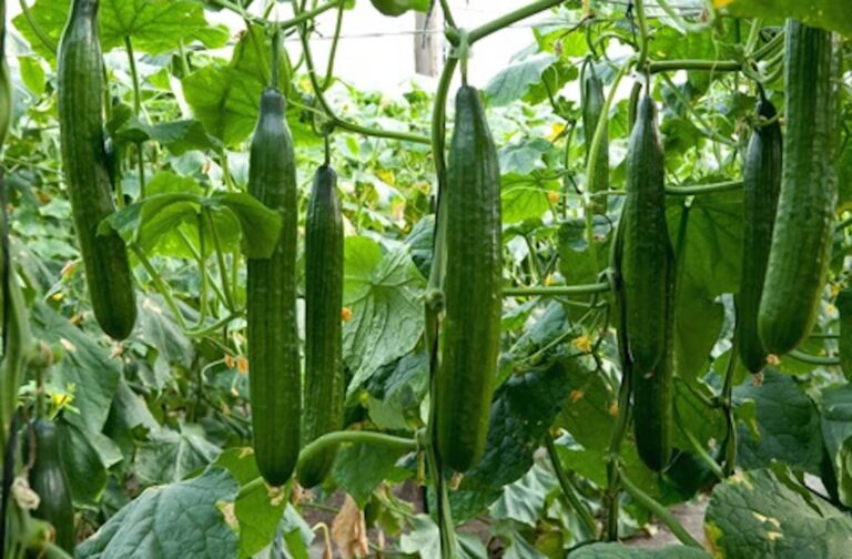 Carmen F1 cucumber