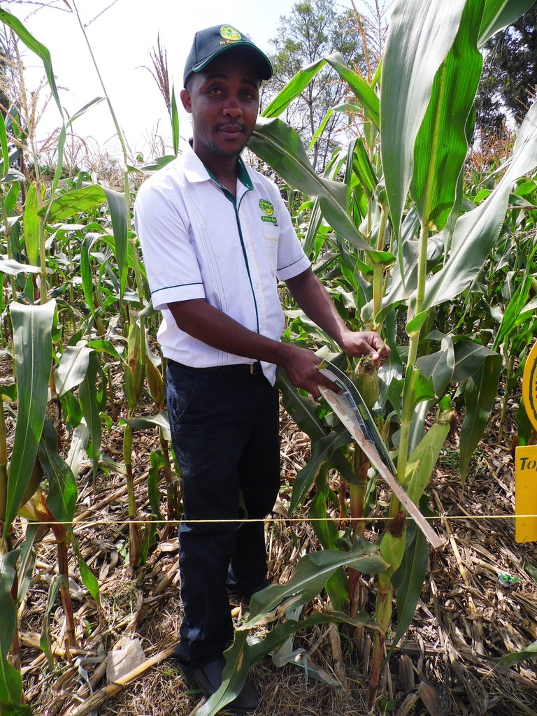 NjugunaMwanikiKSeedCompanyMachakosLaban