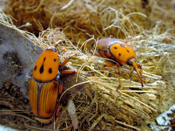 Red Palm Weevil
