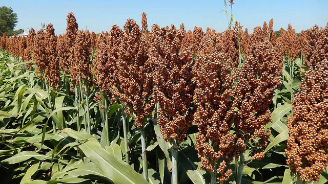 SorghumCrop