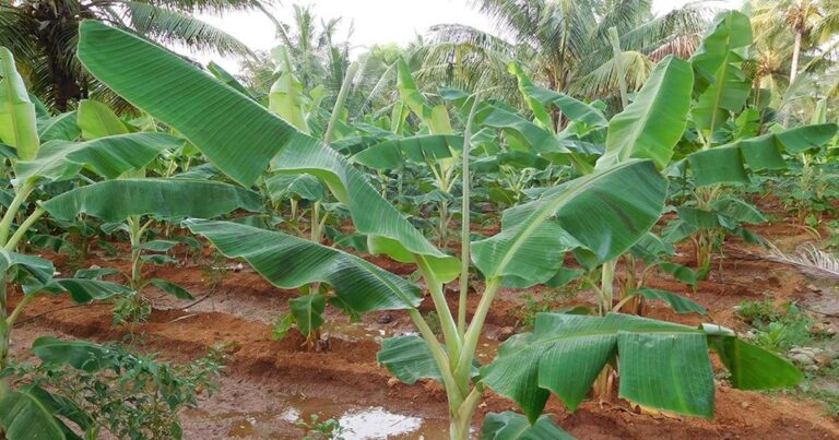banana planting