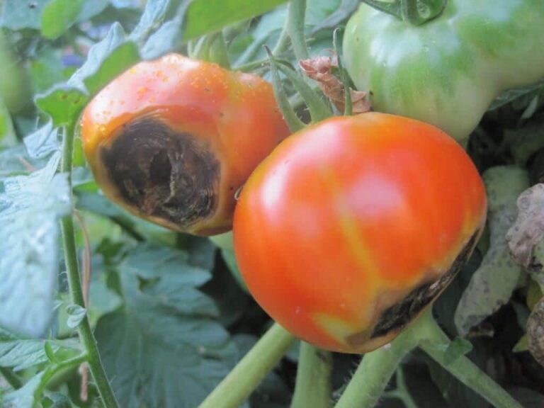 blosom end rot