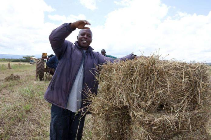 boma rhode grass hay