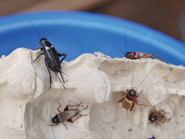 cricket insects