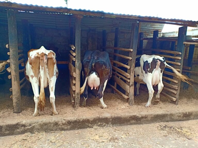 dairy cow milk shade