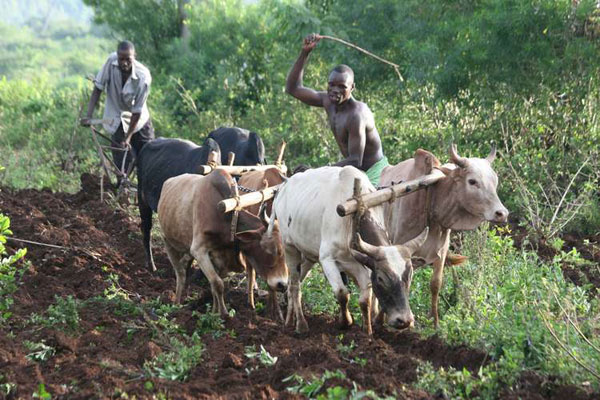 land preparation