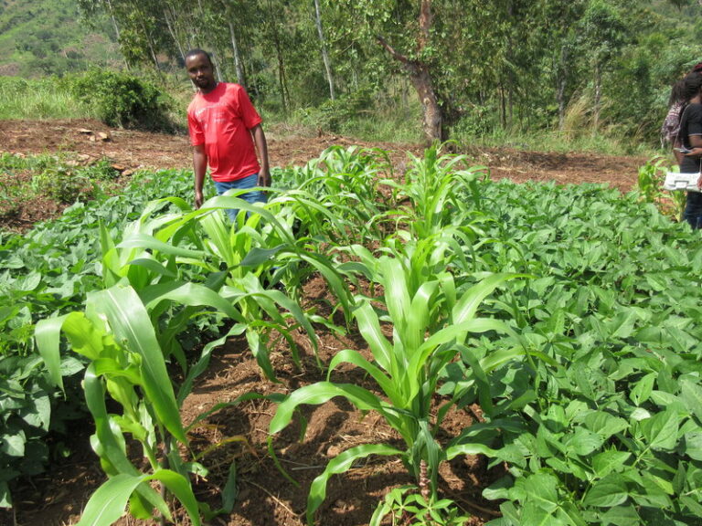 maize legume