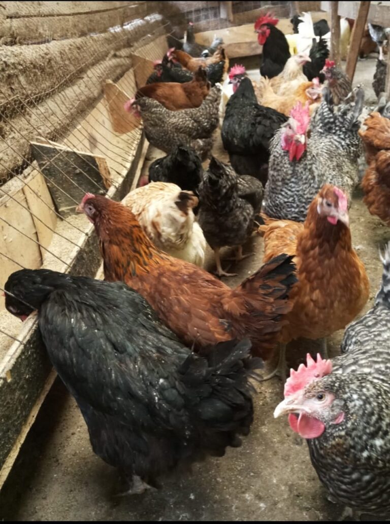 poultry chicken