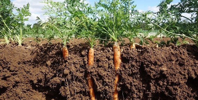 soil testing