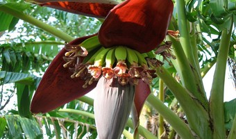 Ronald Nyagaka the class four drop out farmer in kenya banana