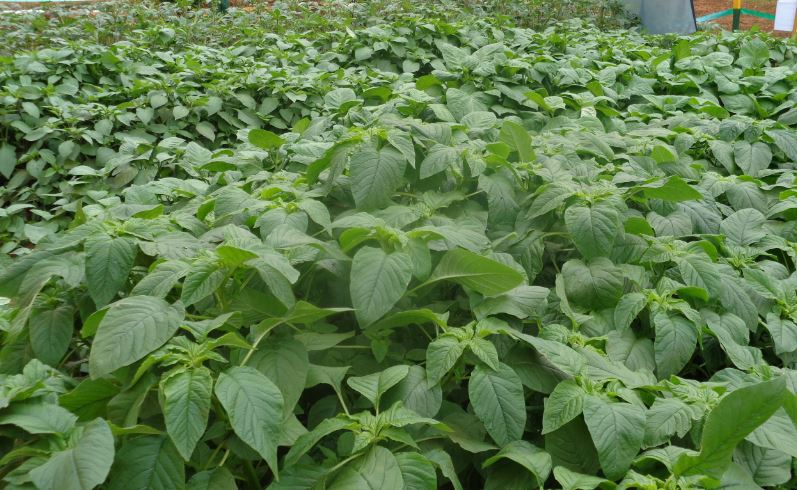 amaranth chepkerta