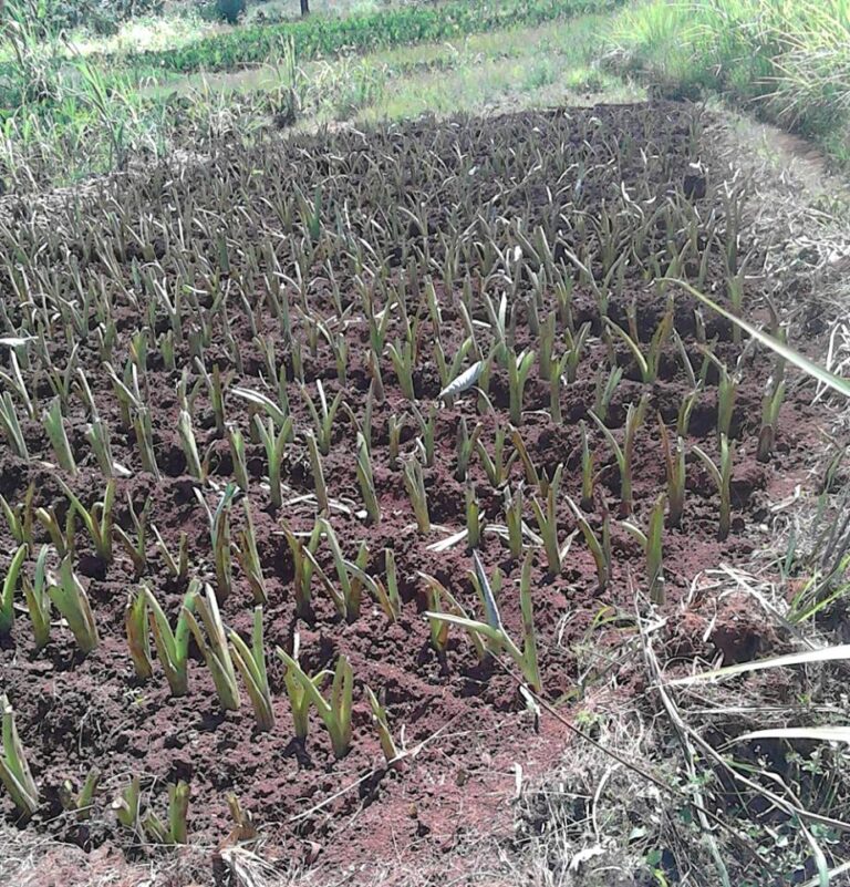 arrowroots