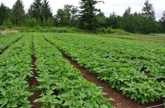bean farming