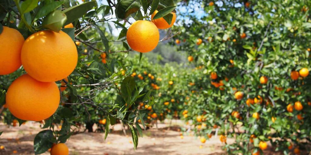 citrus farming 1500x750