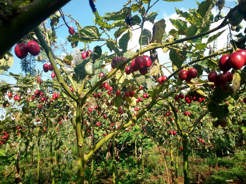 grafted tree tomato