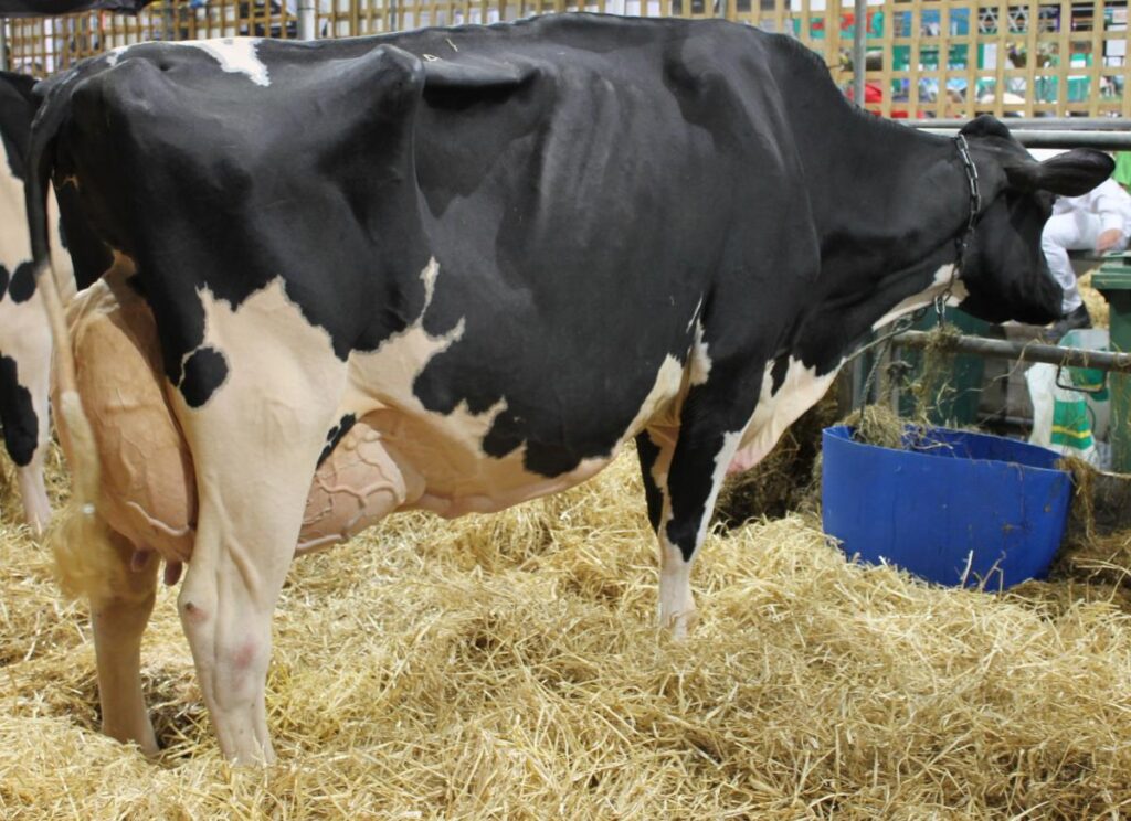 milk udder big