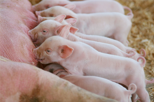 piglets
