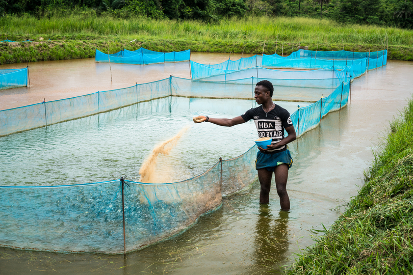 pond fish farming