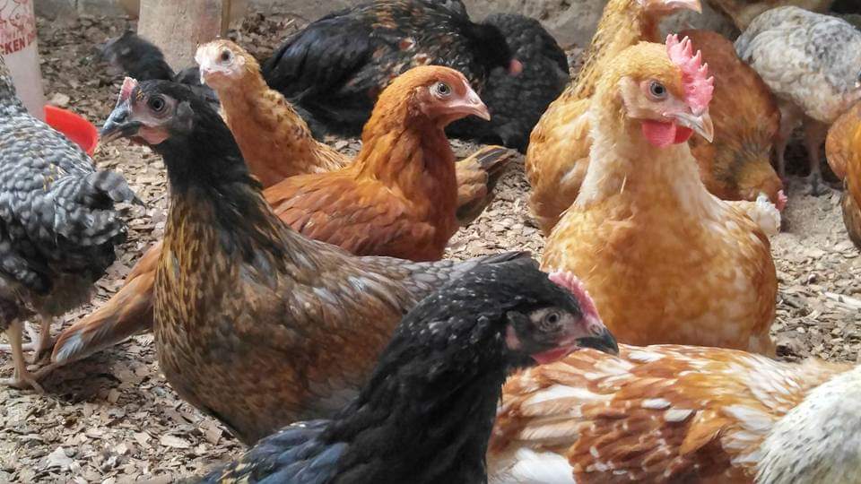 poultry chicken d