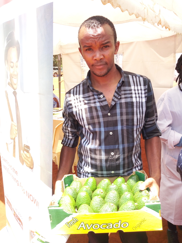 robert mwaura avocado farmer