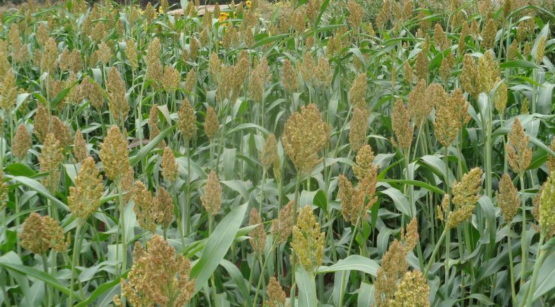 sorghum white nyeri