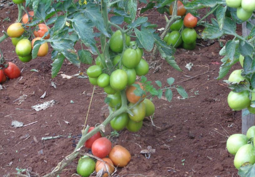 tomato nyeri