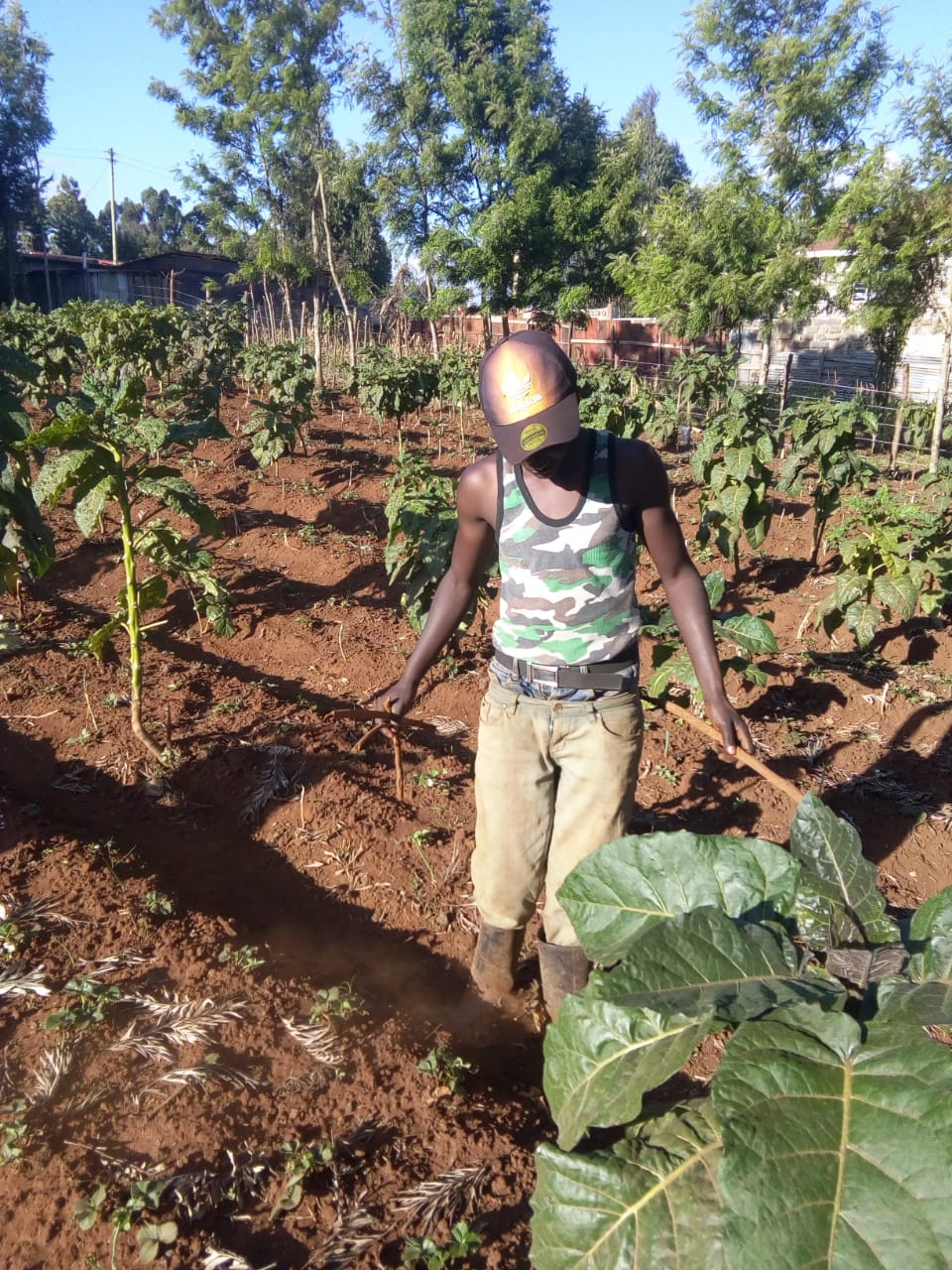 vegetables