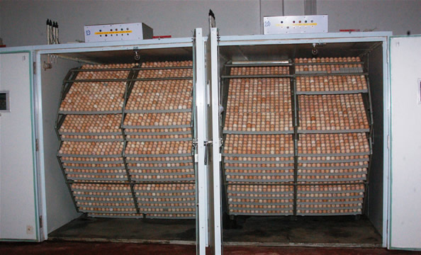 Brade hatchery