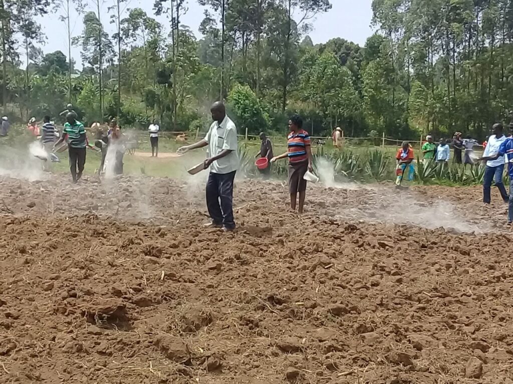 Lime application Nyamira