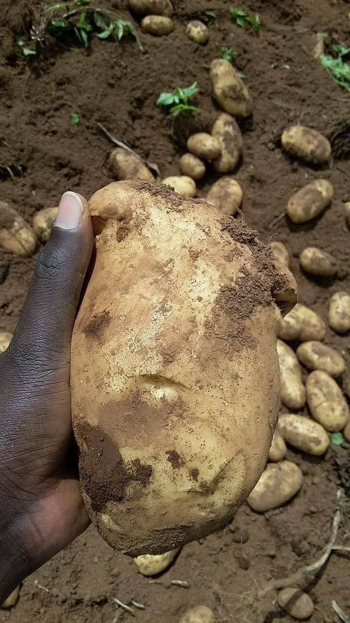 Markies potato seed variety