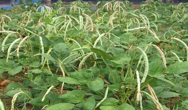Pod Borer Resistant Cowpea
