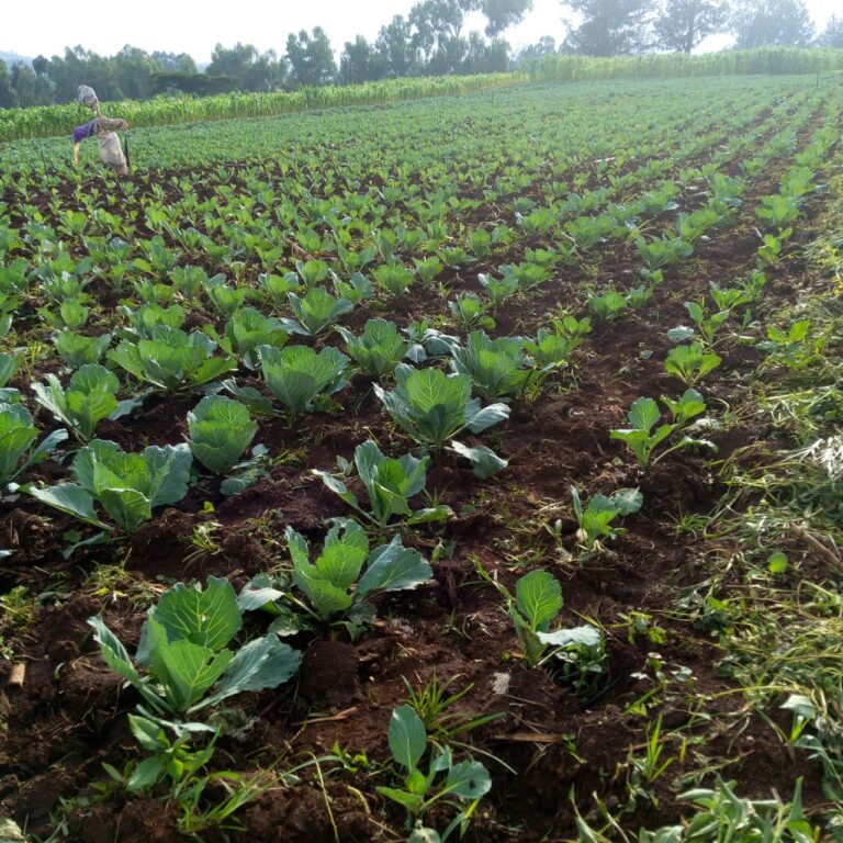 cabbage two week
