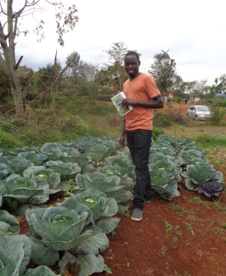 cabbage zablon
