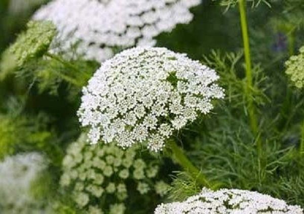 cut flower ammi