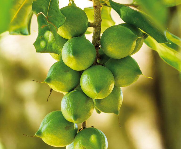 macadamia at limbua