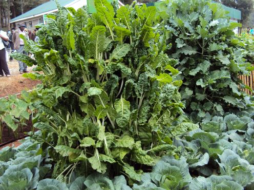 multistorey garden n