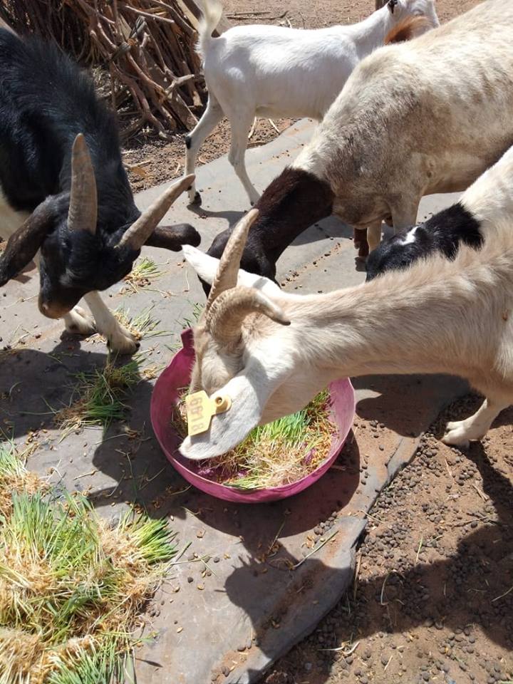 sheepgoat feeding on hydroponic fodder