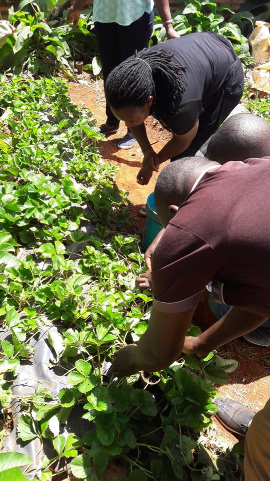strawberry farming William Kibe