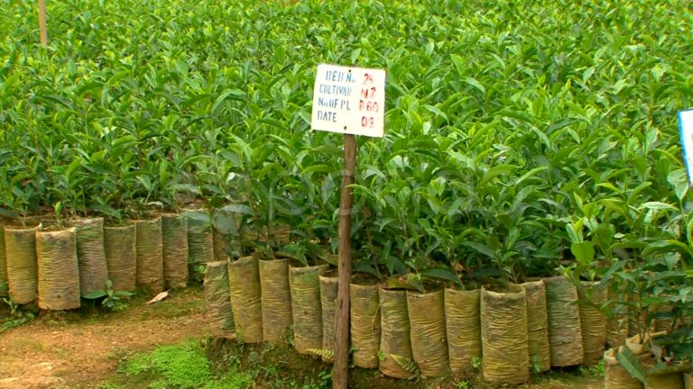 tea seedlings